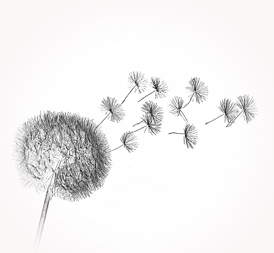 Pusteblume